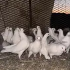 حمام فرنسي سوبر جانبو