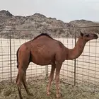 قعود مشروع فحل