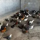 دجاج بلدي و فيومي مشكل ثلاث شهور ونص