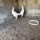 ديكه عدد 2 اخوان