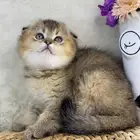 كيتن سكوتش فولد تربل فولد قطط سكوتش قولد