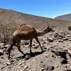 العلا عرعر