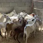 عرس كفو 21