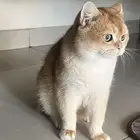 قطط ذكور للتزاوج