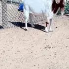 فحول برقوت بيور 2 جدعان لا يتجاوزوا 5 اشهر 1 سديس