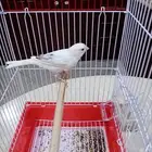 فحول كناري سوري شرط التغريد