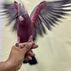 للبيع فروخ قالا عدد 2 العمر 4 شهور