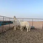 للبيع خرفان حري فااخره وسمان