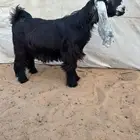 عرض بيع جذعات عوارض صنف