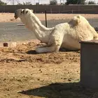 للبيع بعير منتج على غافلان ابن دلمخ