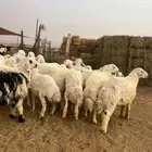 للبيع بهم حري