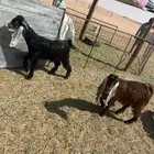 جفرات جذعات وتيس عوارض للبيع