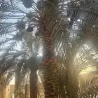 للبيع نخل برحي وفروخ