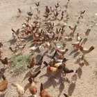 سلام عليكم ورحمة الله صوص بلدي محصن العمر انباع الله يبارك