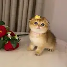 قطط سكوتش فولد للبيع