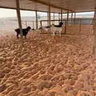 برابر متابيع