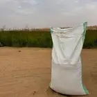 بذر قمح سميد