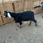 معزاء. طيبه