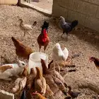 دجاج للبيع