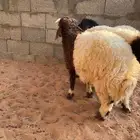 نعيمي هرافى للبيع