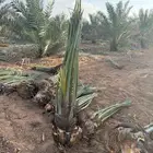 أصنا نخل جميع الانواع