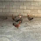 دجاج بلدي