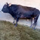 3 بقرات وثور