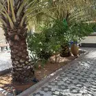 جث وغرس النخيل والأشجار وجداد النخل
