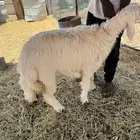 رخل ذبيحه كفو