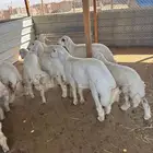 ذبايح حري ذبائح نعيمي خروف سواكني