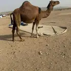 بكره بكر ملاقي