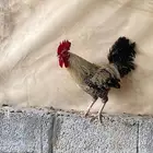 ديك