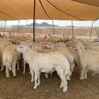 طليان حري ذبائح ضيوف ذبايح ثلاجه بااقل الاسعار بجوار مخيمات