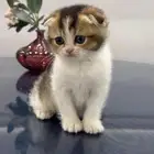 كيتن سكوتش وبريتش للبيع