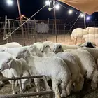 ذبايح