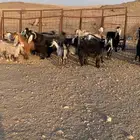 معزا متابيع ودفيع