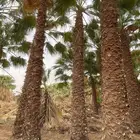 نخيل واشنطونيا أسعار مناسبة