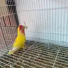 زوج روز منتج باذن الله
