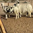غنم نجد دفيع طيبات