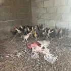 دجاج بلدي وفيومي عمر شهرين ونص الى ثلاث شهور ونص