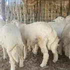 طليان جبره حبص بريه