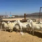 رخال