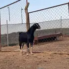 مشروع تيس احو