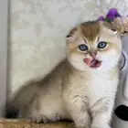 كيتن سكوتش فولد تربل فولد قولد بيور مستورد قطط قط قطه قطوه