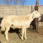 طلي فحل مشروط