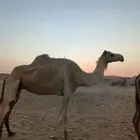 نياق ضرايب للبيع
