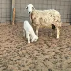 حريه تتبعها رخل