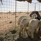 بهم طليان حري