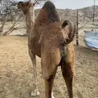 ناقه للبيع لقحه