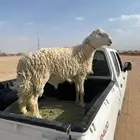 طلي صنف كفو ثني مشروط الموقع شرق الطايف للتواصل